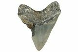 Serrated, Fossil Megalodon Tooth - North Carolina #336967-2